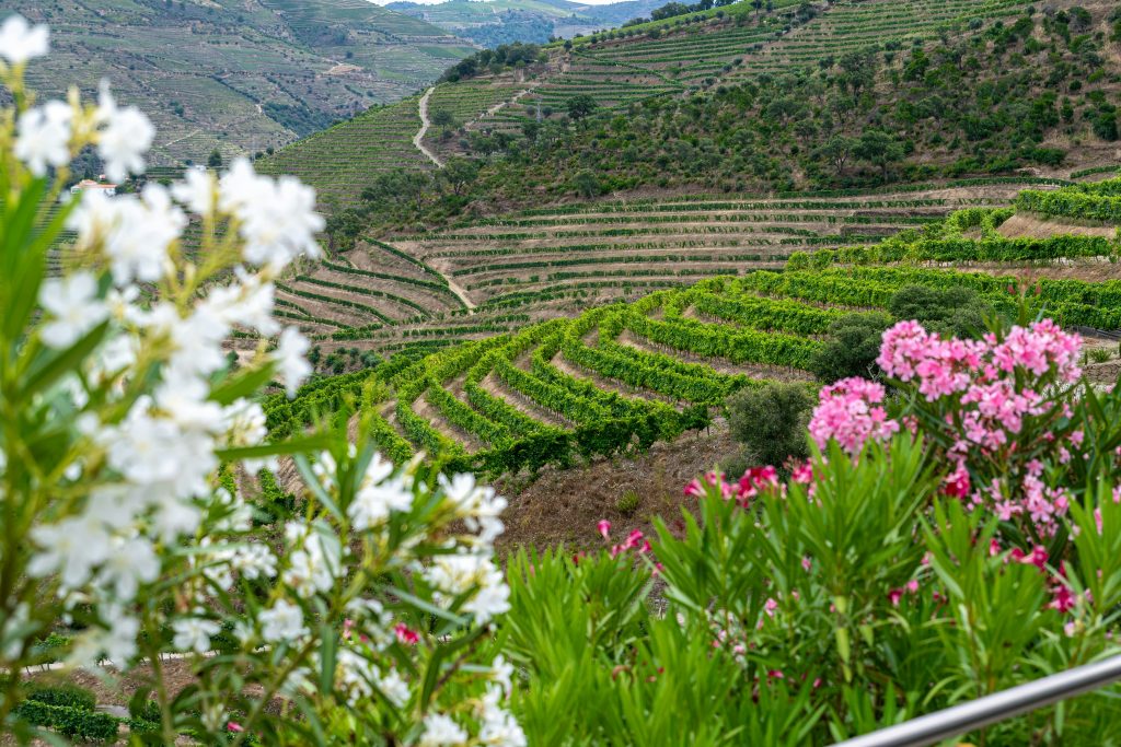 Terraced vineyards in the Douro Valley