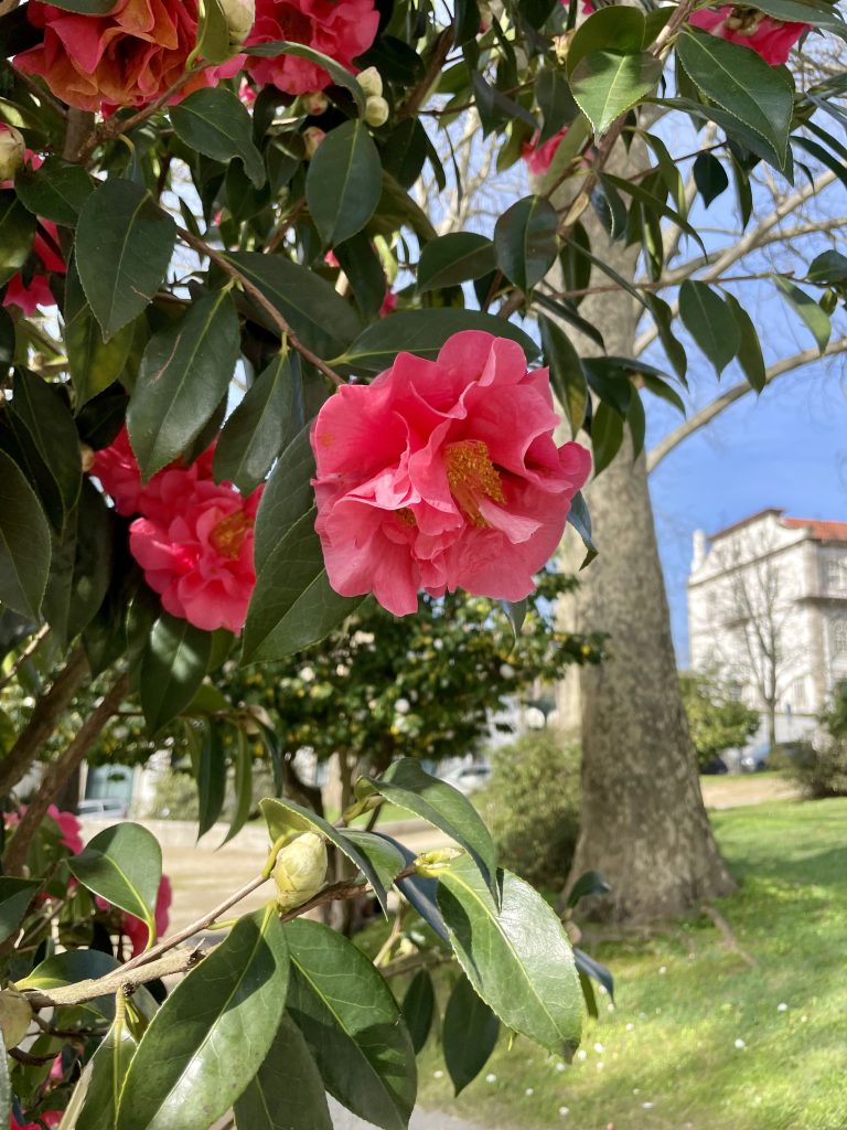 A flowering tree in Guimaraes