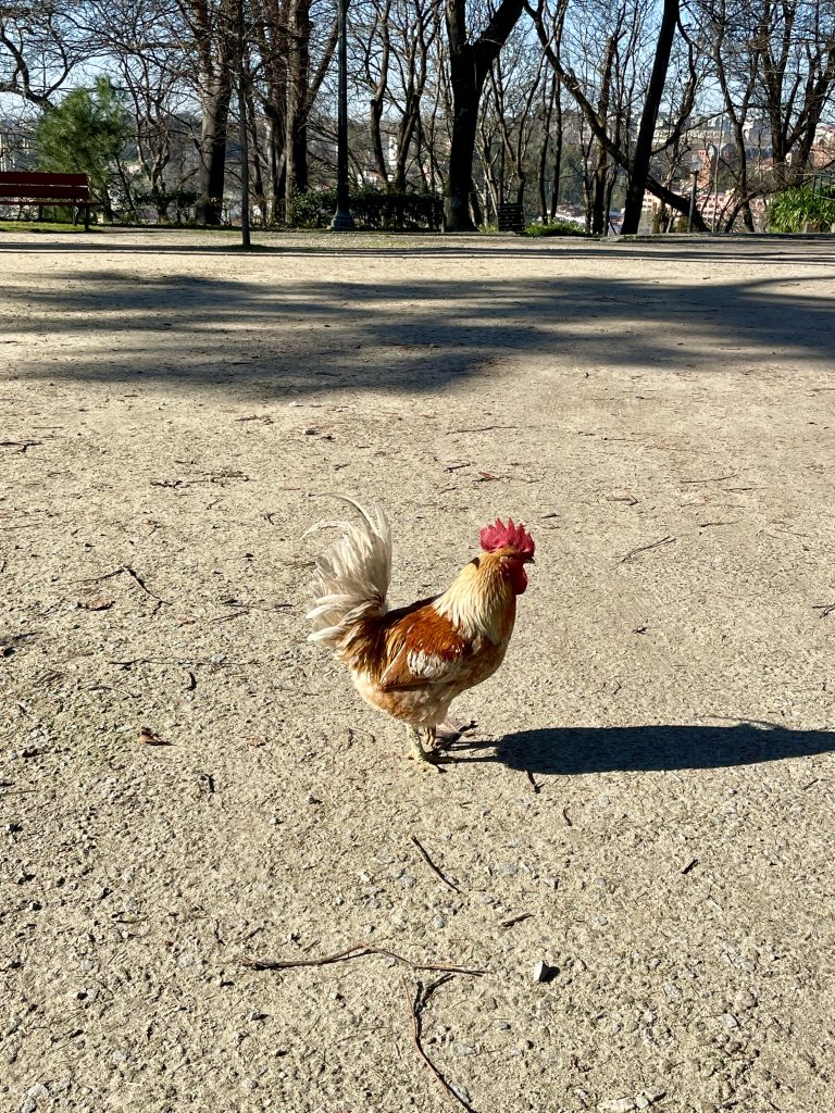 A chicken at Jardins do Palacio de Cristal in Porto
