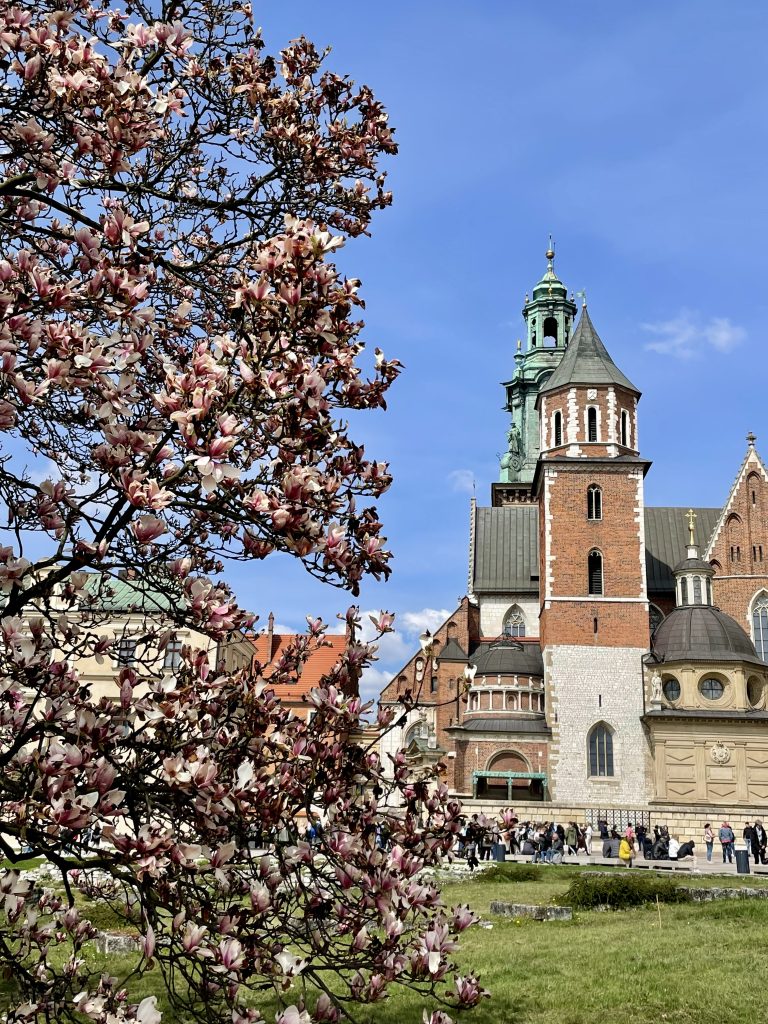 A blooming tree near the Wawel Cathedral in Krakow